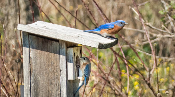 Bluebirds A male and female bluebird perched on a feeding box at the John J. Audubon Center in Audubon, Pennsylvania. The average lifespan of a bluebird is 6-10 years. song sparrow stock pictures, royalty-free photos & images