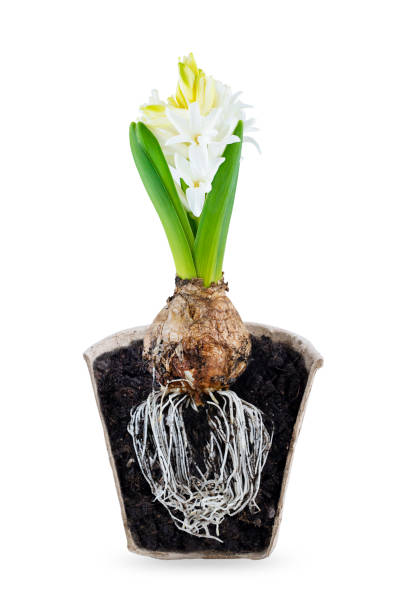 Root Flower Pot Plant Cross Section Stock Photos, Pictures & Royalty ...
