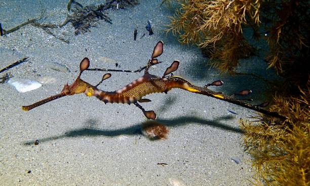 istock Weedy sea dragon 1383115999
