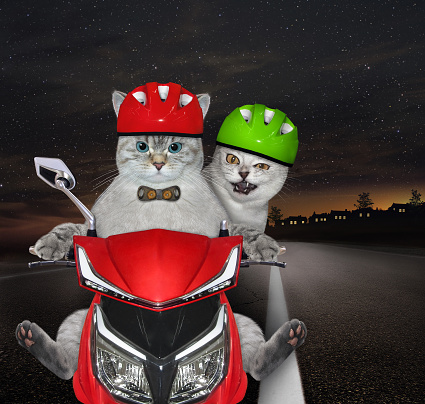 A couple of cats in motorcycle helmets with a tit is riding a red moped on the highway at night.