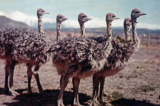 istock Young little ostriches 1383121087