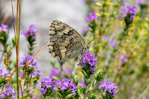 A beautiful, elegant, bright butterfly (Melanargia galathea) sitting on the flower in summer, sunny day close-up