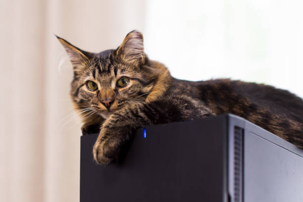 istock Brown tabby cat is relaxing on a computer tower in a home office and looks at camera 1383121771