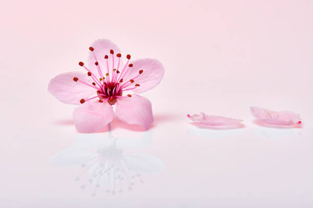 Almond blossom or sakura flower macro with petals.