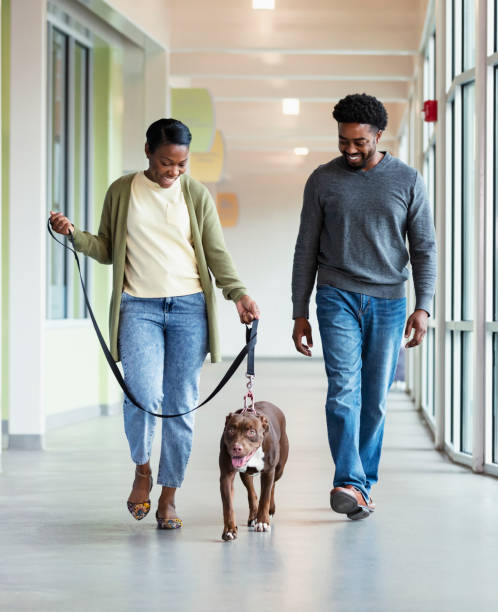 African-American couple adopting rescued dog An African-American couple in their 30s walking down the hallway of an animal shelter with a dog on a leash. The woman is holding the leash and she and the man are looking down at the dog, smiling. They are doing a meet and greet, trying to decide if this dog is the right one for them to adopt. rescued dog stock pictures, royalty-free photos & images