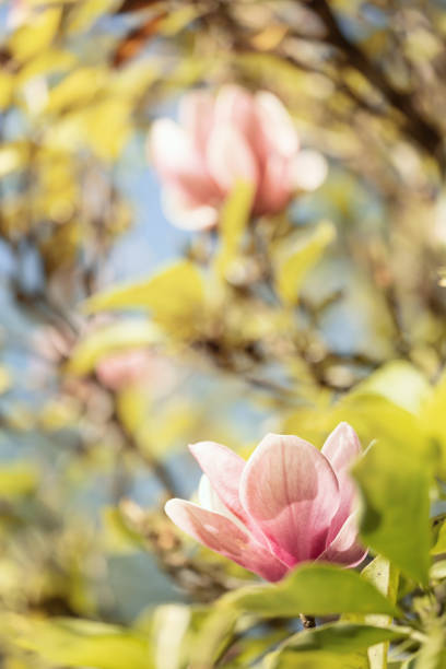 istock Nature background with pink magnolia flowers blossoming in spring. 1383123824