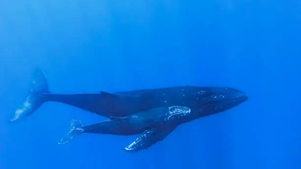 Photo of Whales Expedition