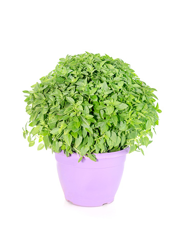 Basil in a violet pot on a white background closeup