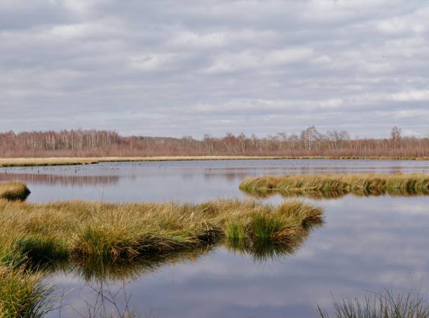 istock Grasses in the Himmelmoor 1383126959