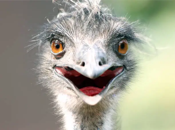 An emu 'smiling' at the camera. The emu (Dromaius novaehollandiae) is the second-largest living bird by height, after the ostrich.