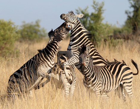 Zebras Fighting Foto de archivo photo