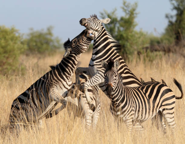 istock Zebras Fighting Stock Photo 1383127577