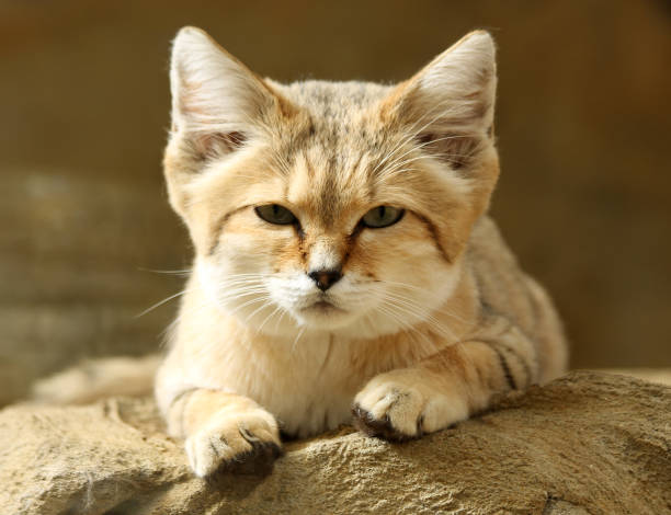 A sand cat (Felis margarita) looking at the camera.
