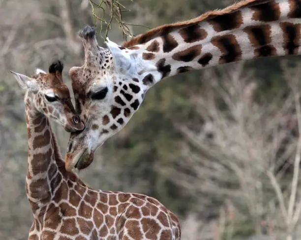 Photo of Giraffes Stock Photo