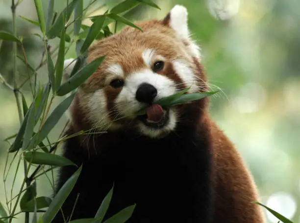 A red panda (Ailurus fulgens) eating bamboo.
