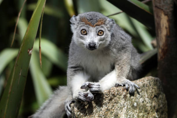 Crowned Lemur Stock Photo