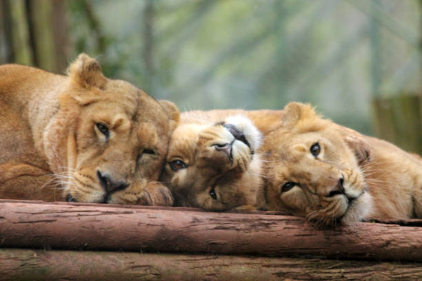 A family of Asiatic lionesses  (Panthera Leo Persica) having a rest.