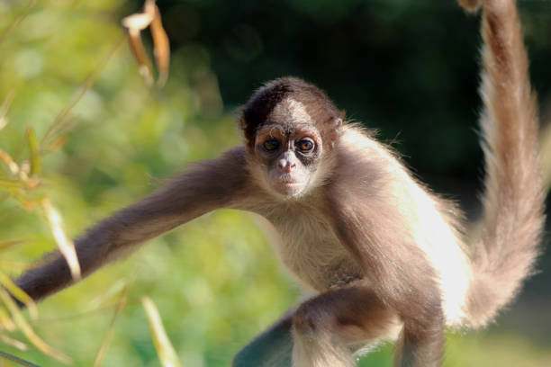 Grivet monkey looking up, surrounded by lush green foliage