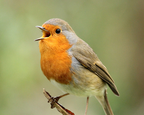 European robin bird in winter