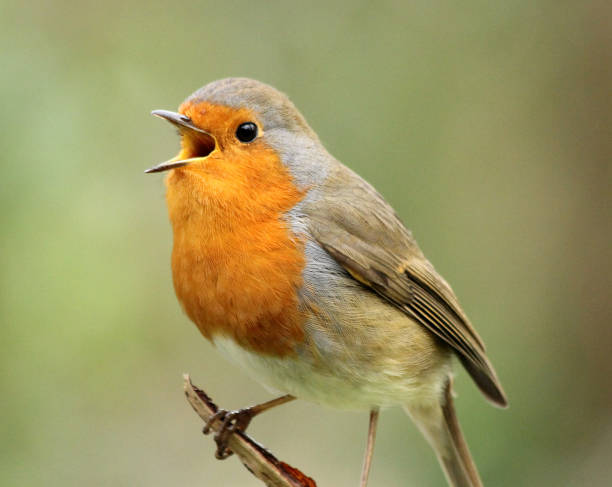 singing robin stock photo - birdsong imagens e fotografias de stock