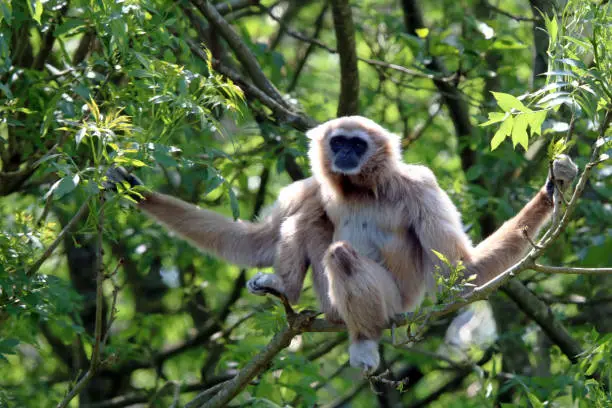 A Lar Gibbon (Hylobates lar) sitting in a tree.