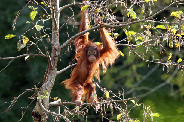 orang-utan stockfoto - orangutan ape endangered species zoo stock-fotos und bilder