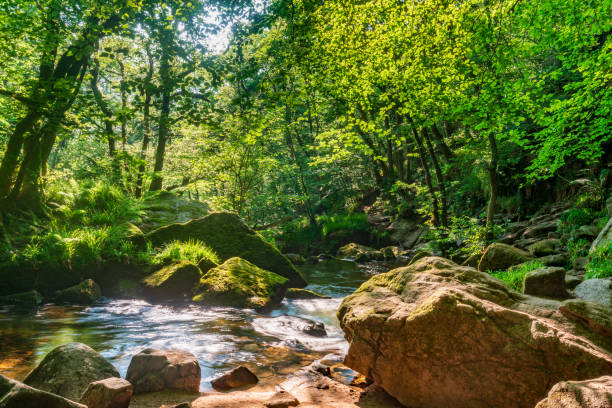 istock Golitha Falls,summertime rocks and flowing waters,Liskeard,Cornwall,England,UK 1383130498