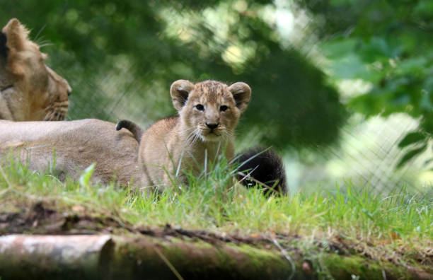 Lion Cub Stock Photo A young Asiatic lion cub (Panthera Leo Persica) curiously looking at the camera. asian lion stock pictures, royalty-free photos & images