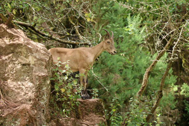 istock West Caucasian Tur Goat Stock Photo 1383131621