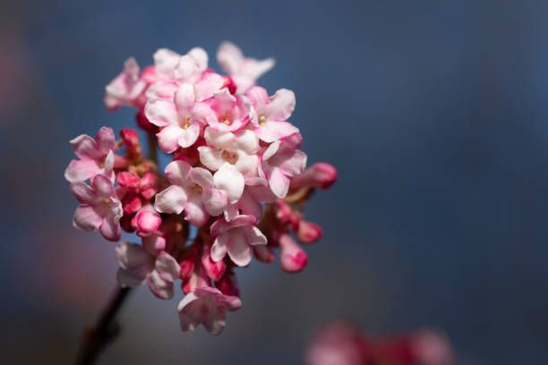 Close up of a flowering scented viburnum (Viburnum bodnantense) blooming against a blue sky in winter Close up of a flowering scented viburnum (Viburnum bodnantense) blooming against a blue sky in winter viburnum stock pictures, royalty-free photos & images