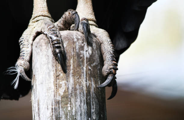 istock Claws of a raptor 1383131804