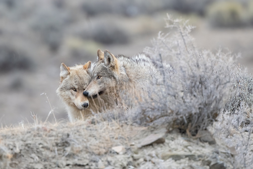 Dos lobos grises (en su mayoría de color blanco / bronceado) comparten un tierno momento juntos para el retrato en el Parque Nacional de Yellowstone (EE. UU.) photo