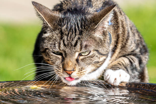 istock A Close Up of a Tabby Cat Drinking Water 1383131923