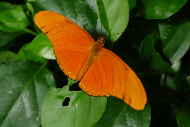 istock Dryas Julia Butterfly Monteverde National Park 1383133397