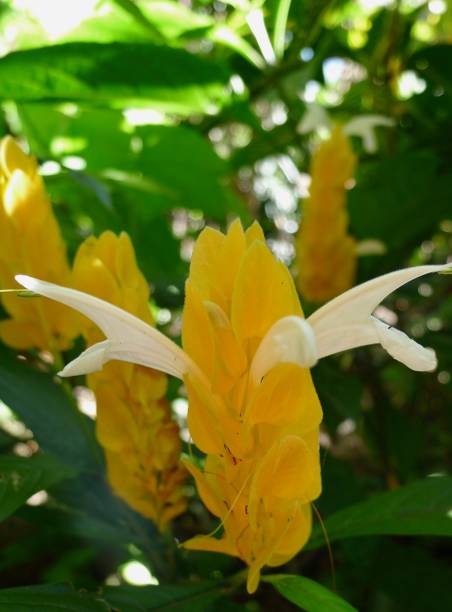 istock Yellow Shrimp Plant 1383135994