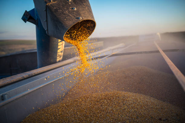 istock Combine harvester transferring corn to grain trailer outside. 1383177666