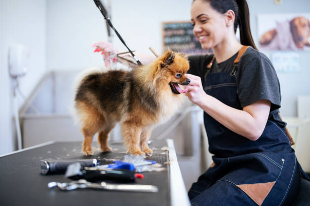 cucciolo di spitz di pomerania in miniatura che ottiene un nuovo taglio di capelli al toelettatore. - groom foto e immagini stock