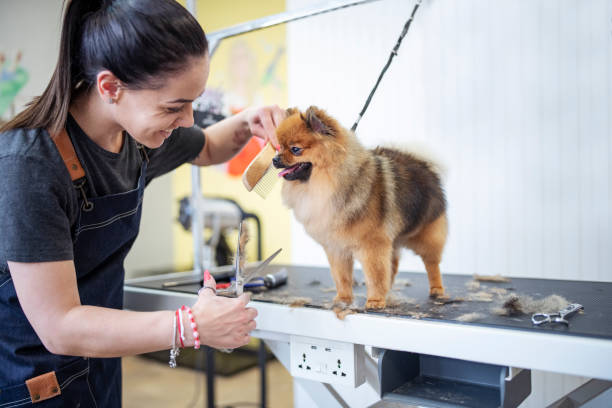 Miniature Pomeranian Spitz puppy getting new haircut at groomer. Miniature Pomeranian Spitz puppy getting new haircut at groomer. dog grooming stock pictures, royalty-free photos & images