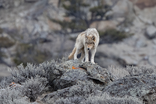 Grey wolf (mostly white/tan colored) looks around and poses on rock pile for portrait in Yellowstone National Park (USA). The wolf is a large canine native to Eurasia and North America. The banded fur of a wolf is usually mottled white, brown, gray, and black. The wolf is known for cooperative game hunting as shown by its physical adaptations to tackling large prey, its social behavior including individual or group howling.  It travels in nuclear families consisting of a mated pair accompanied by their offspring. The situation that made this photo possible was the take down of an elk or mule deer in a nearby river. With hunting allowed in states around the park these wolves are in danger. This is in the northern part of the park, in Montana and in northwestern United States of America (USA). nearest cities are Bozeman and Billings, Montana. Other fly in locations are Jackson, Wyoming, Salt Lake City, Utah and Denver, Colorado. John Morrison Photographer