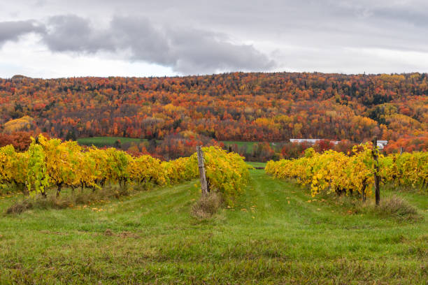 istock Vineyard on the coast of Beaupre 1383181731