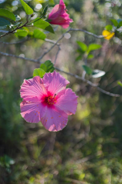 istock Close up view of a hibiscus blossom on tree branch 1383181798
