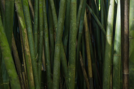 Looking up a detail of a large bamboo stalk in a bamboo grove.