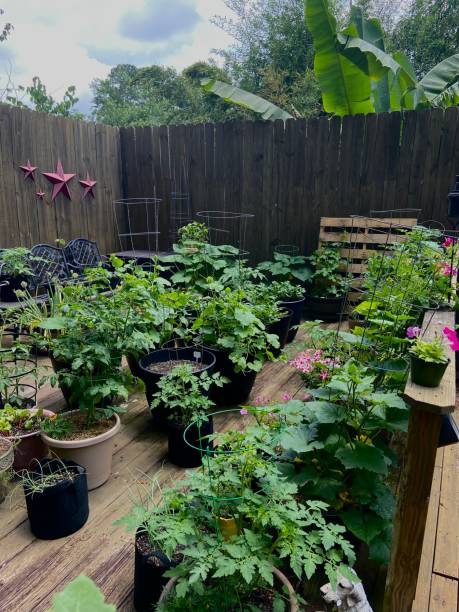 istock Container garden on an outdoor deck 1383185605