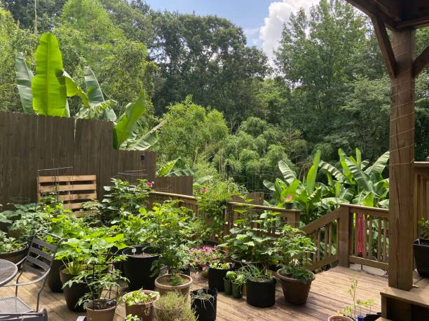 istock Container garden on an outdoor deck 1383185645