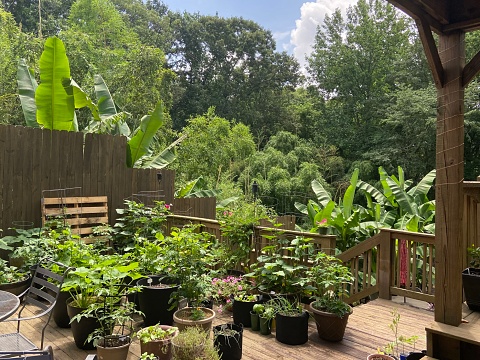 Container garden on an outdoor deck with vegetables growing on a sunny day
