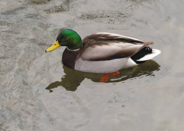 istock One Male Mallard Duck 1383187804