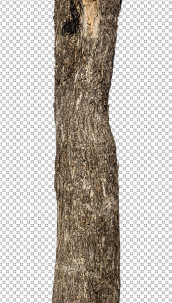 istock Trunk of a Tree Isolated On White Background 1383196929