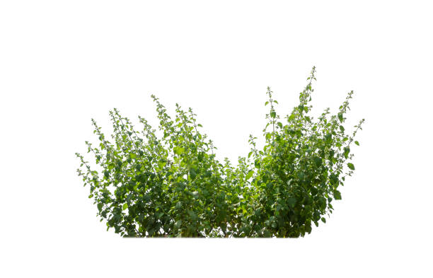istock Clump of fresh spring grass Isolated on white background 1383200555