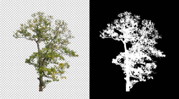 Tree isolated on white background with clipping path and alpha channel stock photo