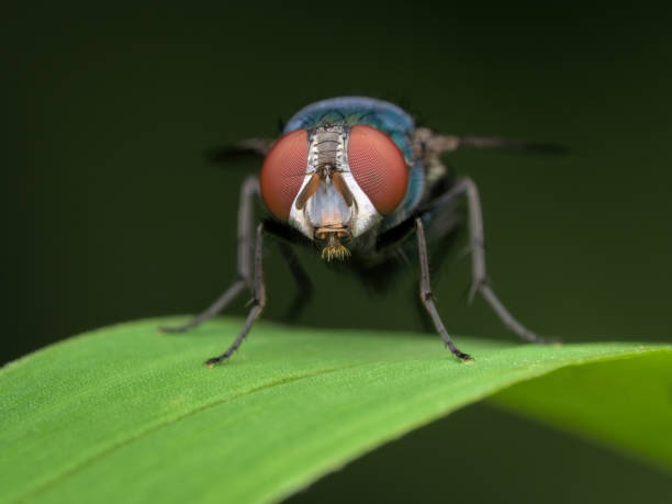 istock eye of house fly 1383204885